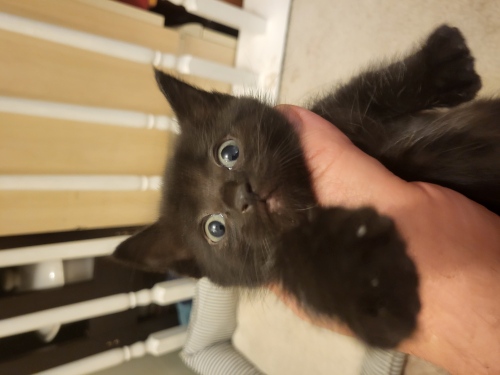 Котята в хорошие руки